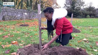 Tree project to help 8,000 people in Direct Provision