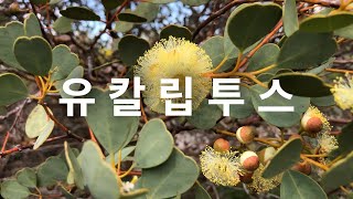 유칼립투스 잎 꽃 열매 씨앗 | 취목