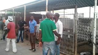 3rd Ave Bulawayo Terminus fight 5