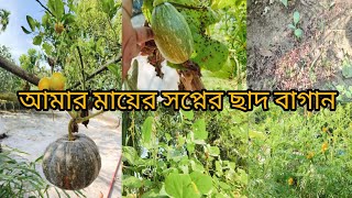 ছাদে ছাদে সবজি আর ফলের বাগান | Rooftoop garden | Faridpur | আমাদের ছাদ বাগান যা দেখে অবাক হবেন সবাই,