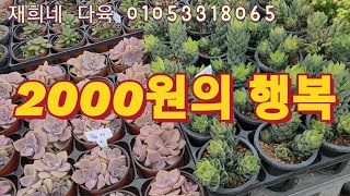 1/6♡재희네 다육♡2000원의 행복•전국택배 배송가능합니다