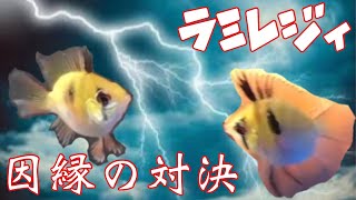 【熱帯魚バトル】ケンカするほど仲が良い？ラミレジィ同士の戦い