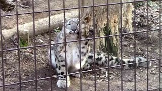 ユキヒョウ親子「ミミ＆フク 」②（多摩動物公園2019.1）Snow Leopard Mother \u0026 Cub