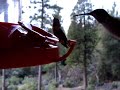 hummingbirds buzzing