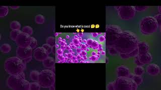 Cocci are spherical or round shaped bacteria 🦠🦠 #microbe_marvels #microbiology #youtubeshorts