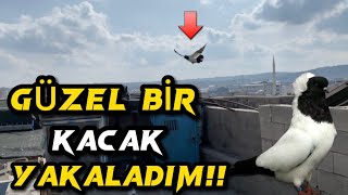 BAŞTAN’KARA KAÇAK GÜVERCİN YAKALADIM!! RENKLİ