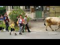 video valsusa la transumanza delle mucche della famiglia perino a chianocco verso le combe