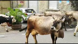 VIDEO / VALSUSA, LA TRANSUMANZA DELLE MUCCHE DELLA FAMIGLIA PERINO A CHIANOCCO, VERSO LE COMBE