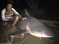 australian fisherman rides on the back of a ferocious 10 foot bull shark