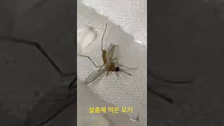 살충제 먹은 모기의 발악