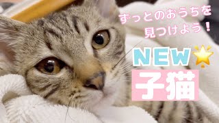 膝乗り甘えん坊子猫【保護猫】