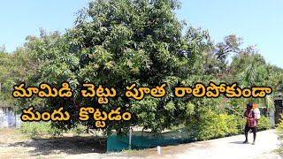 Mango tree Putha setting Process| మామిడి చెట్టు పూత రాలిపోకుండా మందు కొట్టడం @pradhathoughts