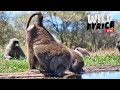 Watch Animals In The Wild - Wild Africa LIVE