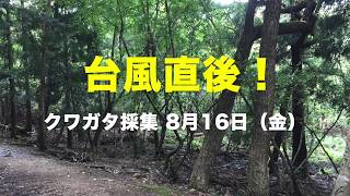 クワガタ採集2019年8月16日