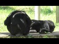 who started a commotion by fubuki 誰が朝の騒ぎを起こしたの？フブキ　chimpanzee tama zoological park