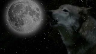 Wolf Moon - What Is It? When Does It Occur? | Video