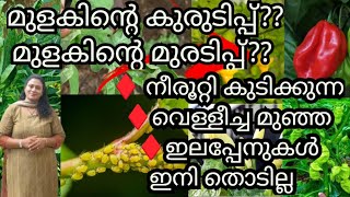 നീരൂറ്റി കുടിക്കുന്ന ജീവികളിൽ നിന്ന് മുളകിന് പൂർണ സംരക്ഷണം