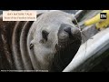 Bay Nature Talk: Seals of the Farallon Islands