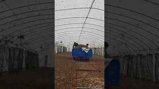 3697: Farmer raises thousands of grasshoppers in greenhouse in China