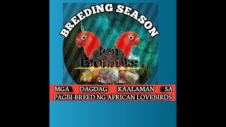 THINGS TO REMEMBER WHEN BREEDING AFRICAN LOVEBIRDS