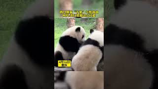 🐼兩只熊貓寶寶一言不合，打起架來。不兇猛，很可愛！❤Two pandas fight. Not fierce, very cute! #panda #熊貓 #shorts