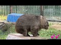 【wombat】ごきげんフクちゃん☆ in a good mood