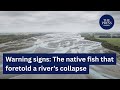 The tiny native fish that warned Canterbury’s Rakaia River was dying