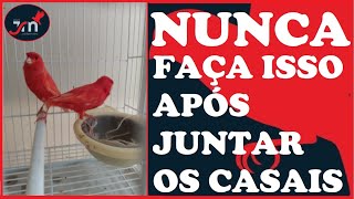 APÓS JUNTAR OS CANÁRIOS OQUE NÃO SE DEVE FAZER.