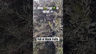 Olive 🫒 Tree in Israel #shortsviral #trending