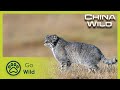 Grasslands | China Wild 1/5 | Go Wild