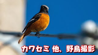 4K カワセミ撮影  【 カメラ レンズ 写真 フォト 作例 】  野鳥 野鳥撮影 翡翠 川蝉 SONY α9 ILCE-9   SEL20TC