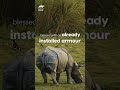 Indian rhino and its god-sent protection |  Wild Wild India | #animalplanetindia #shorts