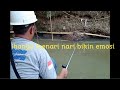 Banyak ikan menari nari sini