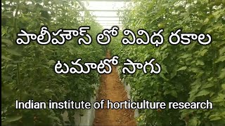 పాలీహౌస్ లో వివిధ రకాల టమాటో సాగు ,,# tomato farming in polyhouse # develop agriculture