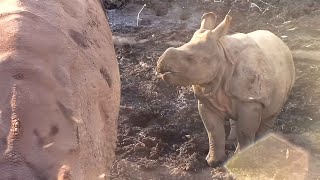 インドサイ親子「ゴポン＆デコポン」（多摩動物公園）Indian Rhinoceros Baby \u0026 Mother