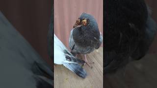 Kalapati Pox Treatment - Pigeon pox Remove  #Pox #remove #video #pets #shorts