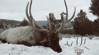 Giant Bulls In Utah - Statewide Elk Hunt 2016 - Tines Up Tuesday Episode 80