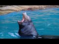 【東山動物園】カリフォルニアアシカは群れで生活する！california sea lion