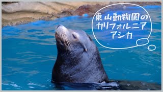 【東山動物園】カリフォルニアアシカは群れで生活する！california sea lion