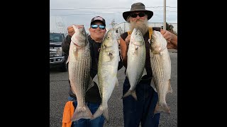 GREAT DAY! Big Stripers, Red Drum & Blue Fish- nonstop action- Includes how to, where, rigs, jigs+ 🔥