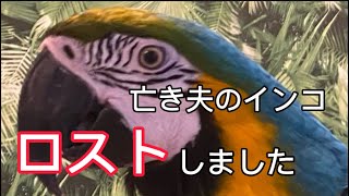 嵐ーZOO【亡き夫の鳥と生活】夫の愛鳥をロストさせてしまいました。