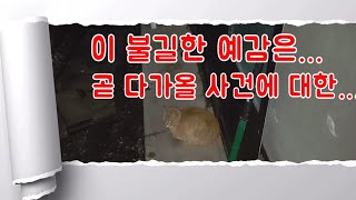 길고양이 14 - 새벽 3시가 되어도 문 앞에서 떠날 줄 모르는 길고양이~ 이 불길한 예감은?