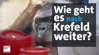 Mehr als 30 tote Affen: Wie geht es nach dem Zoo-Brand von Krefeld weiter? | Abendschau | BR24