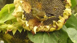 向日葵の種を食べるカワラヒワ