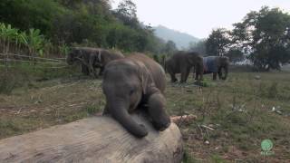 Clumsy Baby Elephant - ElephantNews