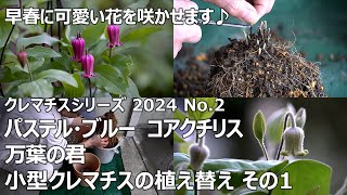 【クレマチスシリーズ 2024 No.2】 小型クレマチスの植え替え その１