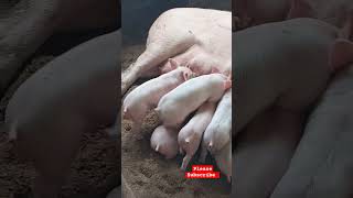 Healthy Piglets breastfeeding! #farm #uganda #piggery #farming