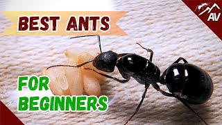 🏆 Top 3 | Best Ants for Beginners!