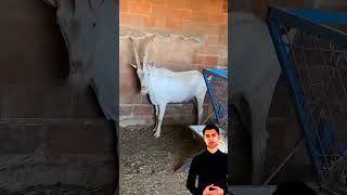 معلومات عن سلالة #ماعز السانين #sannin  #goat