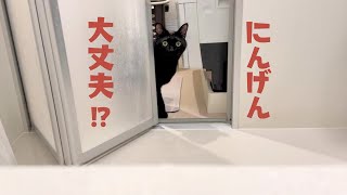 お風呂にこもる人間を心配して大騒ぎする猫たち